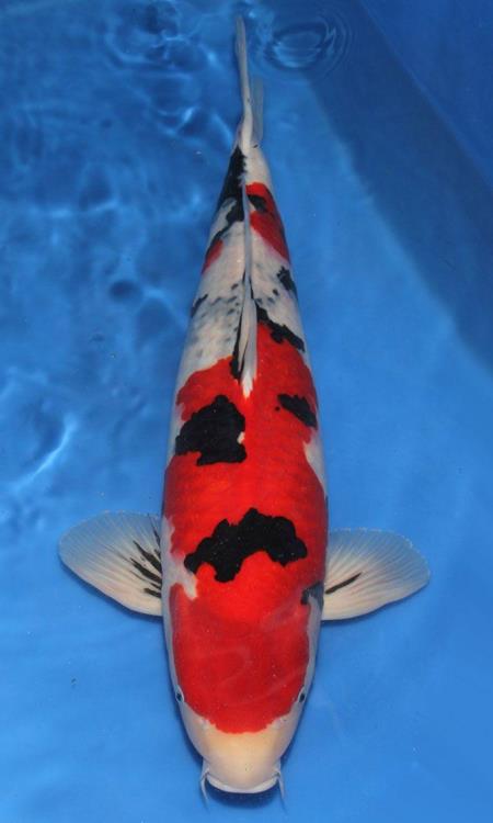 Male Size 60 Sanke